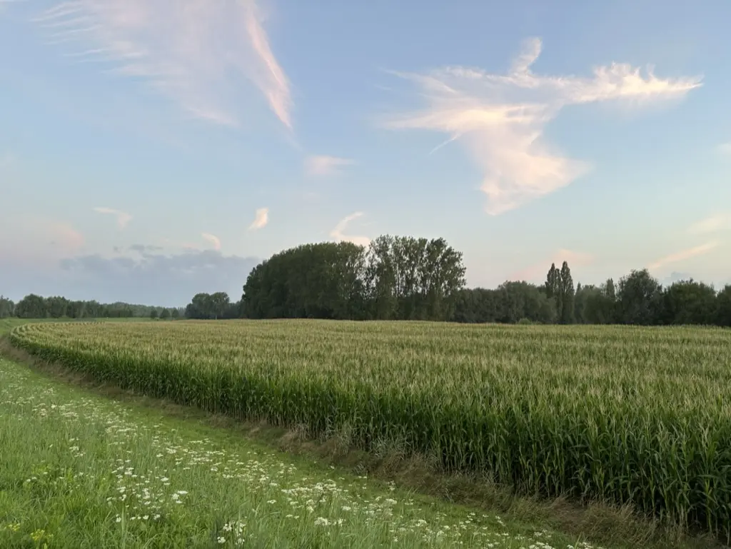 Summer ride along a maize field under wispy clouds