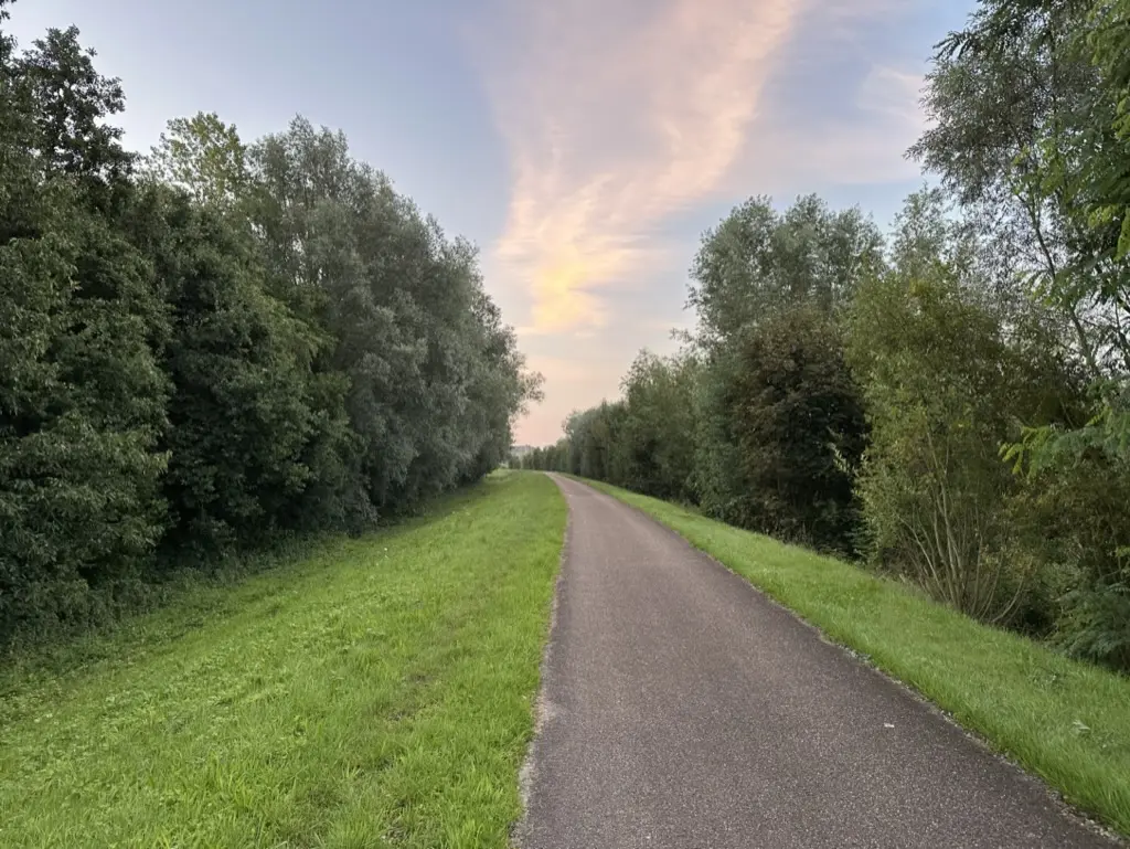 Tree-lined road in late afternoon with soft cloud-glow