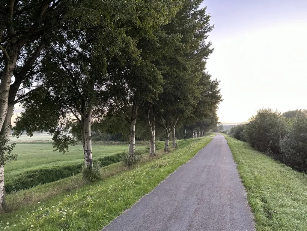 Empty road lined with birch trees in early morning light