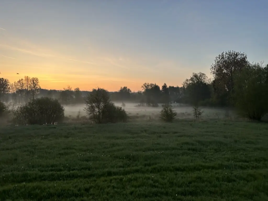 Misty field at dawn with silhouetted trees